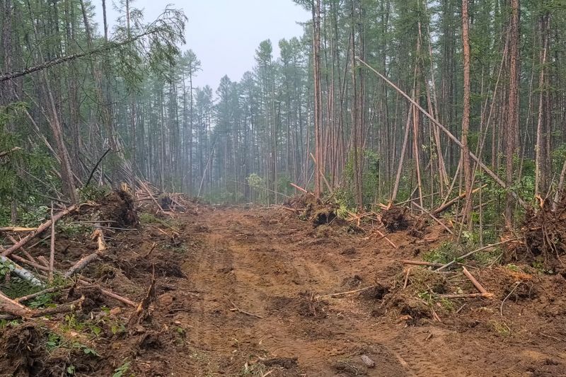 Pine Tree Clearing in Houston, TX